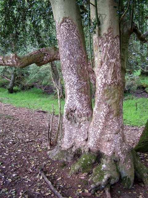 Trunks stripped by deer, exposing the inner bark and cambium