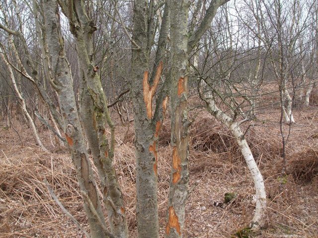 Tree trunks with bark stripped by deer