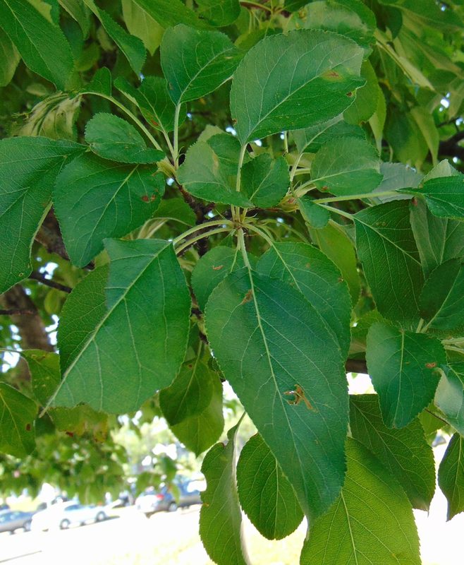 Crabapple leaves