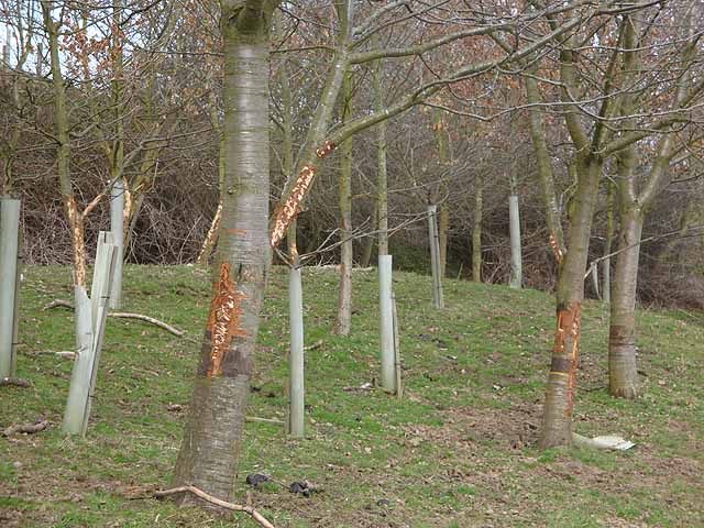 Young trees with bark chewed off by deer