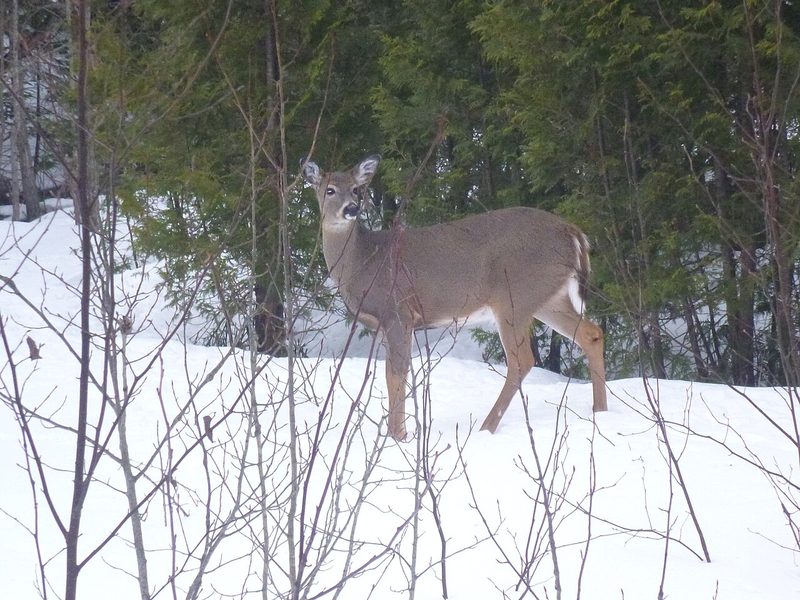 White-tailed deer standing in deep snow