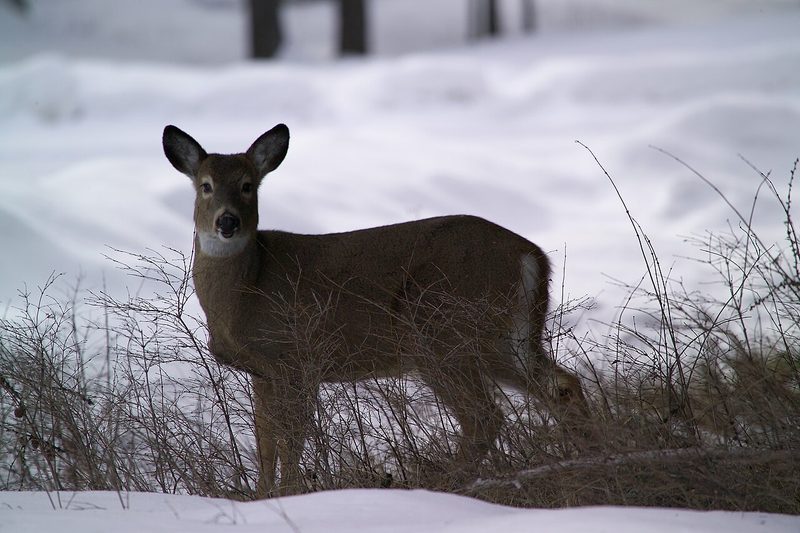 White-tailed deer in winter