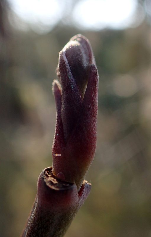 Flowering dogwood twig with a winter bud