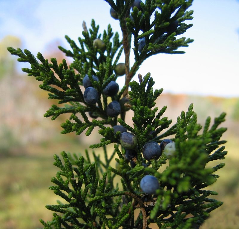 Eastern red cedar foliage (evergreen browse)