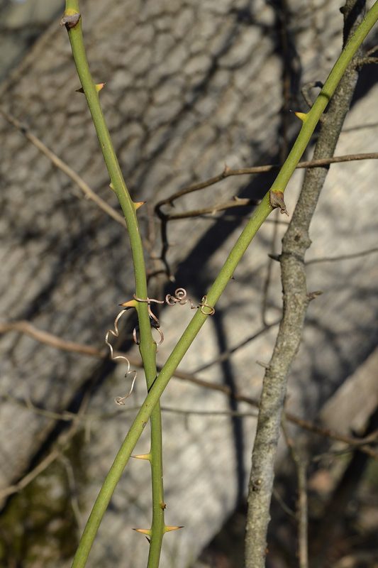 Roundleaf greenbrier stems in winter (woody browse)