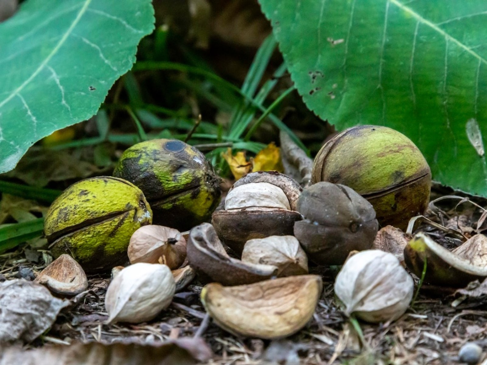 Hickory Nuts