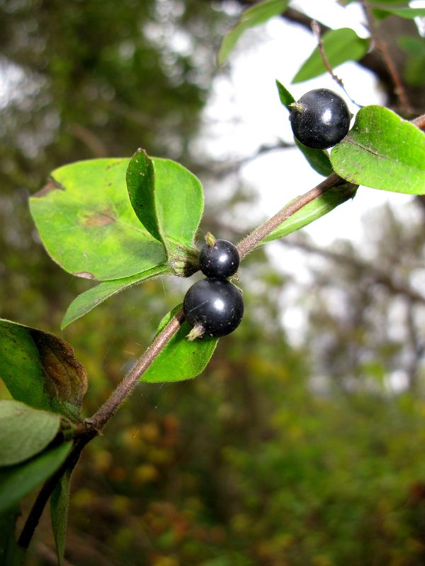 Japanese honeysuckle leaves with black berries