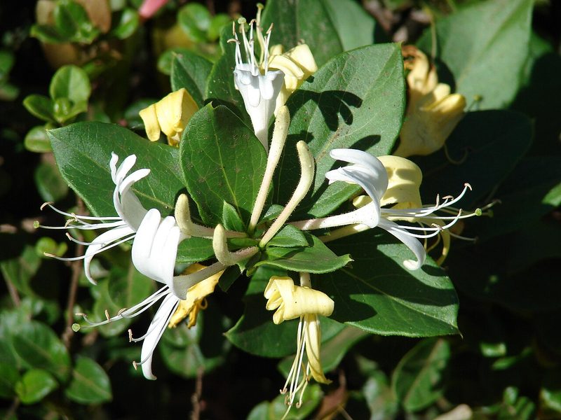 Japanese honeysuckle leaves and vine
