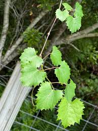 Muscadine Leaf