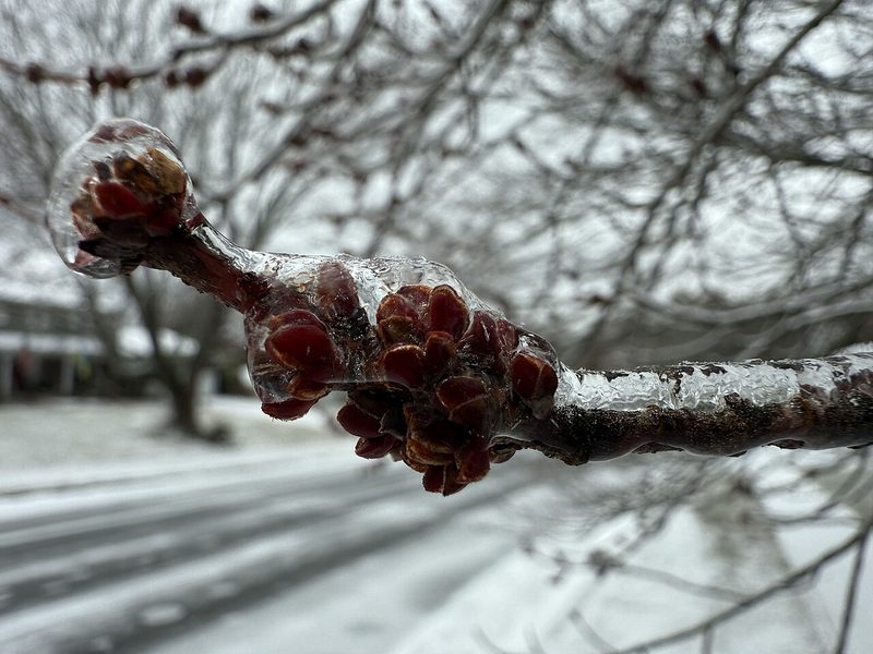 Red maple twig and buds in winter