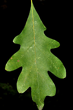 White Oak Leaf