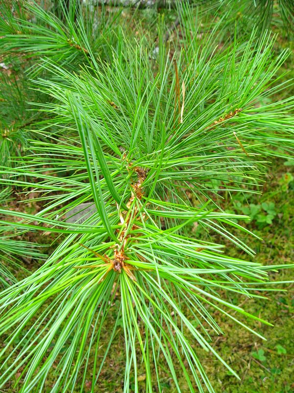 Eastern white pine branch tips (evergreen browse)