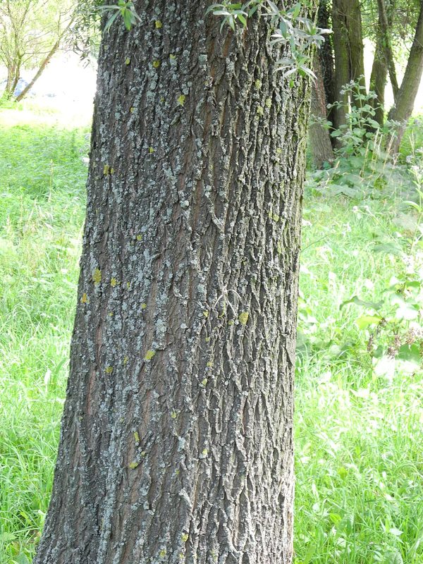 White willow bark