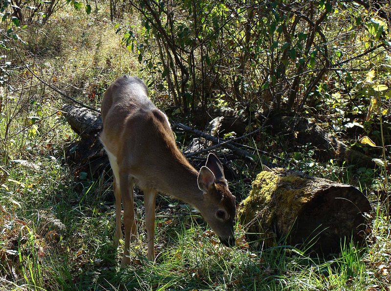 White-tailed deer browsing on woody plants